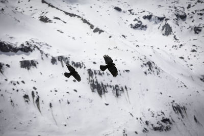 View of birds flying over snowcapped mountain