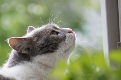 Close-up of cat outdoors