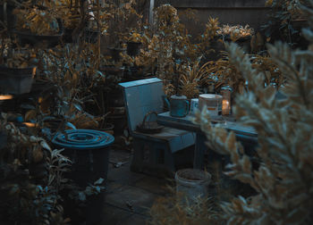 Potted plants on table