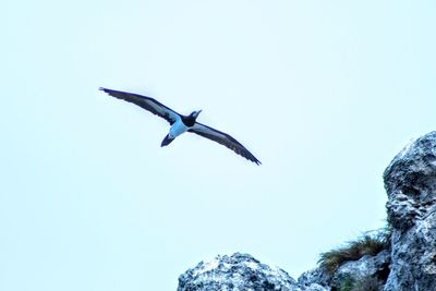 Low angle view of bird flying against clear sky