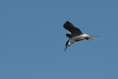 Low angle view of seagull flying