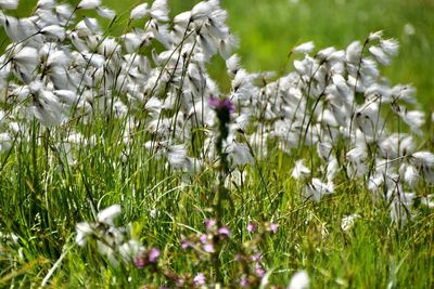 Close-up of purple flowering plant in field