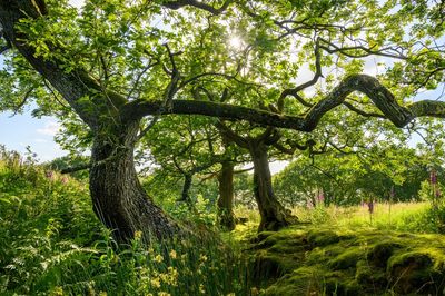 Trees in forest