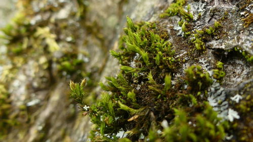 Close-up of moss growing on rock