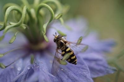 Close-up of bee on purple flower