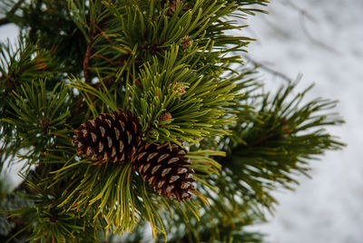 Close-up of pine tree