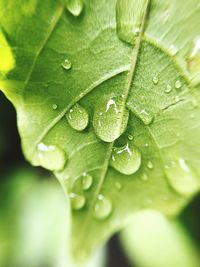 Close-up of wet leaf