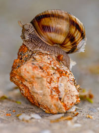 Close-up of shell