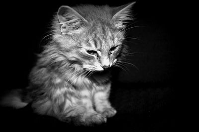 Close-up of cat looking away against black background