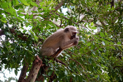 Low angle view of monkey on tree