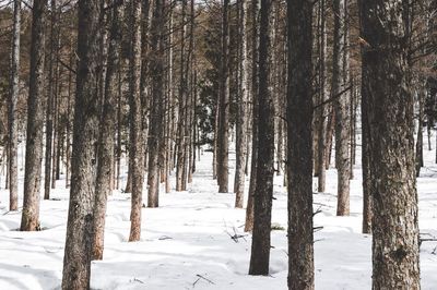 Trees in forest during winter