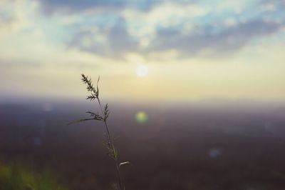 Close-up of plant against cloudy sky