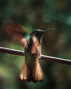 Close-up of bird flying