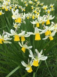 Close-up of white flowers on field