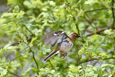 Bird perching on a tree