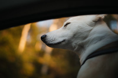 Close-up of dog