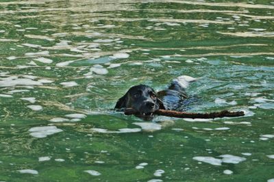 Black labrador carrying stick in mouth in lake