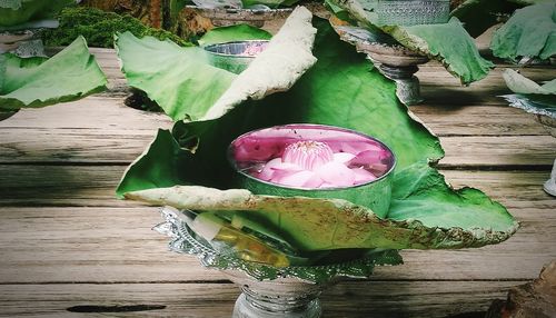 High angle view of pink lotus leaves floating on table