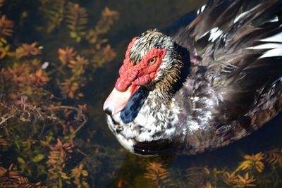 Close-up of muscovy duck on lake