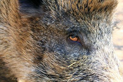 Close-up portrait of boar