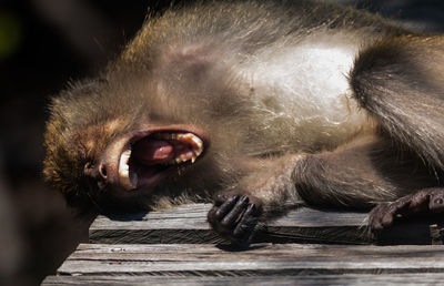 Monkey yawning while lying on wooden bench at zoo