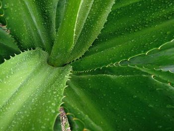 Full frame shot of succulent plant