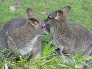 Close-up of two cats sitting on grass