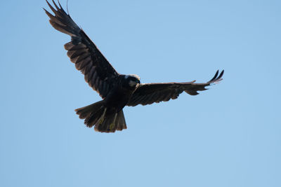 Low angle view of eagle flying in sky