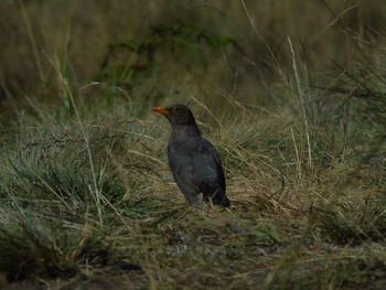 Bird perching on grass