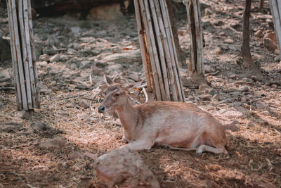 Deer relaxing on field