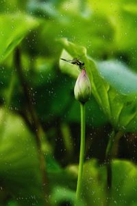 Dragonfly on flower bud during rainy season