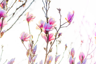 Close-up of pink flowers