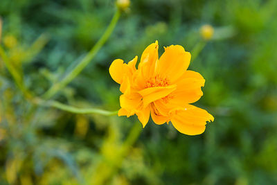 Close-up of yellow flower blooming outdoors