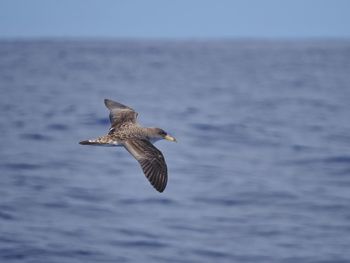 Seagull flying in the sea