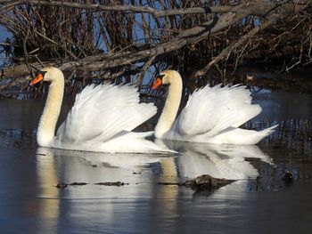 Swan swimming in lake