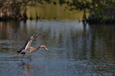 Bird in lake