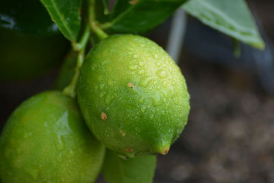 Close-up of wet fruit