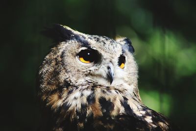 Close-up portrait of a bird