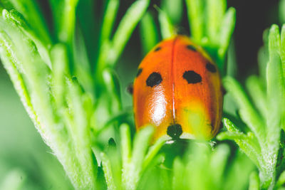 Close-up of ladybug on grass