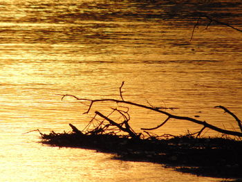 Reflection of trees in water