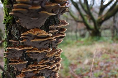 Close-up of pine cone on tree trunk in forest