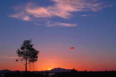 Silhouette trees against sky during sunset