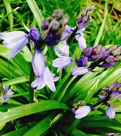 Close-up of purple flowers