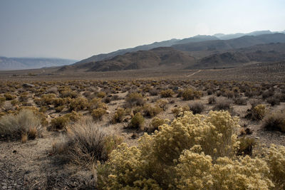 Inyo national forest, eastern sierra nevada mountains, desert valley, california, usa