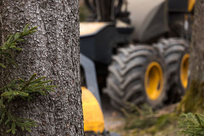 Close-up of tree trunk