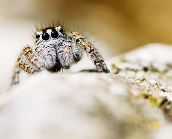 Close-up of spider on rock