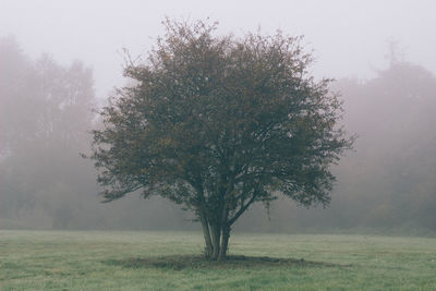 Tree on field in foggy weather