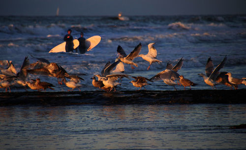 Birds flying over sea against sky