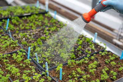Close-up of dead plant growing in greenhouse