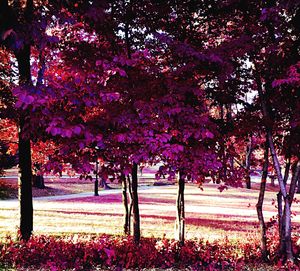 Pink flowers in park